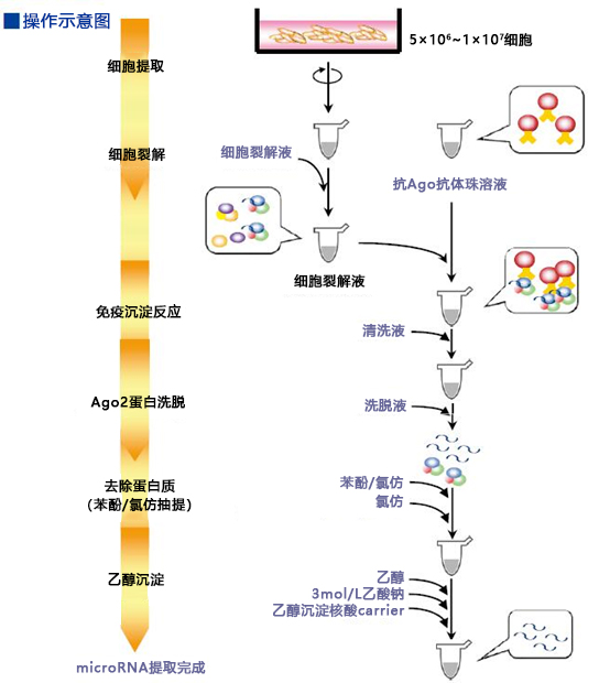 硅胶珠型microRNA分离试剂盒