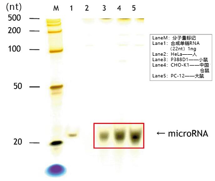 硅胶珠型microRNA分离试剂盒