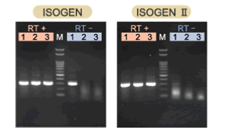 ISOGEN II RNA 抽提试剂                              ISOGEN II