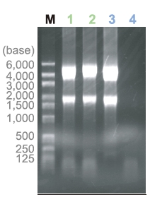 ISOGEN II                              总RNA及小RNA提取试剂