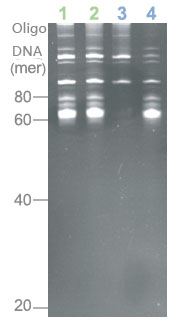ISOGEN II                              总RNA及小RNA提取试剂