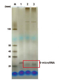 MagCapture™ microRNA分离试剂盒系列                              MagCapture™ microRNA Isolation Kit 系列