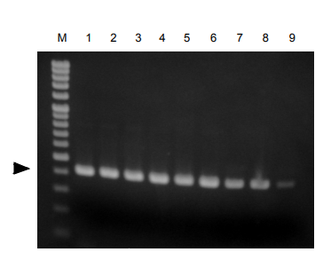 CellEase® II DNA快速提取试剂盒                               DNA extraction reagent : CellEase® II series