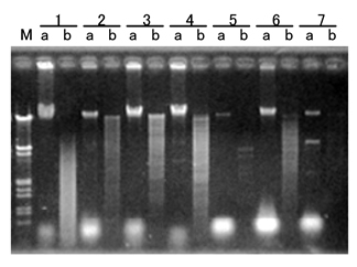 ISOPLANT II                              DNA快速提取试剂（植物/酵母/细菌）