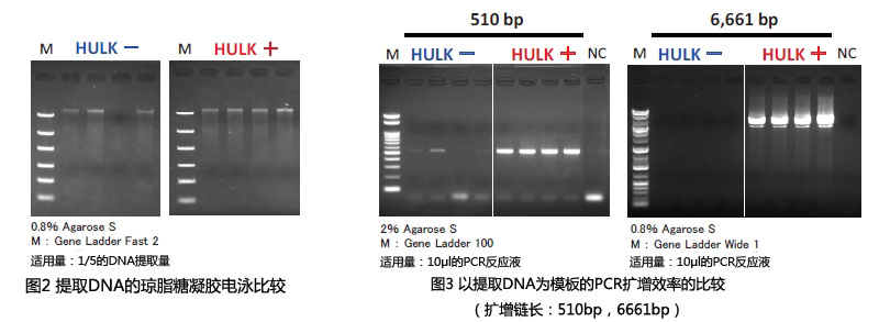HULK 海藻酸降解酶                              高效提取褐藻中的核酸