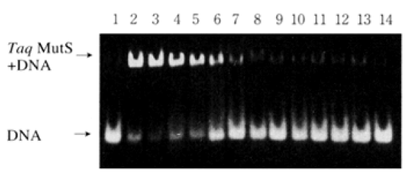 突变 S Taq 酶                              Taq Mut S