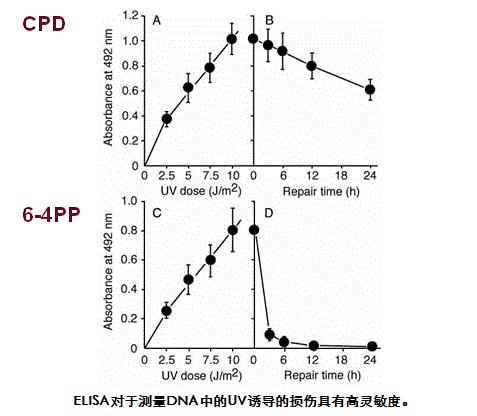 抗环丁基嘧啶二聚体（CPDs）[克隆：TDM2]                              Anti CPDs
