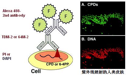 抗环丁基嘧啶二聚体（CPDs）[克隆：TDM2]                              Anti CPDs