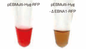 pEBMulti染色体外复制载体                               pEBMulti Vetcor