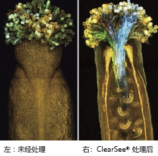 ClearSee™                              植物科学新技术 植物透明化试剂