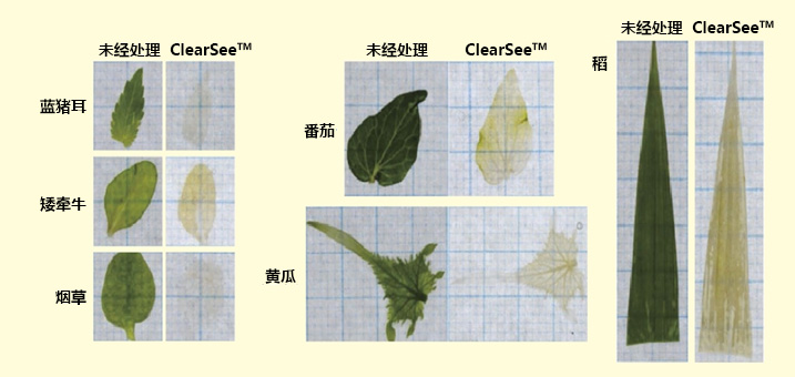 ClearSee™                              植物科学新技术 植物透明化试剂