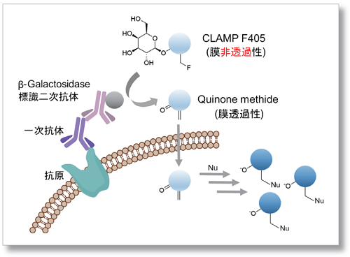 免疫染色用青色蛍光基質 CLAMP F405-Signal Boosting　同仁化学研究所