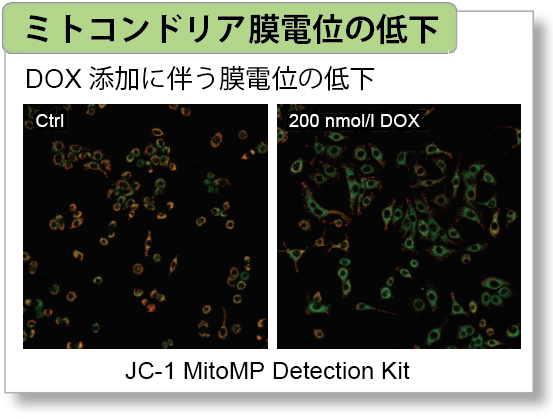 ミトコンドリア膜電位検出キット JC-1 MitoMP Detection Kit　同仁化学研究所
