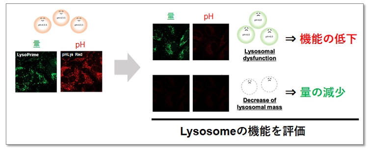 リソソームpH検出キット Lysosomal Acidic pH Detection Kit　同仁化学研究所