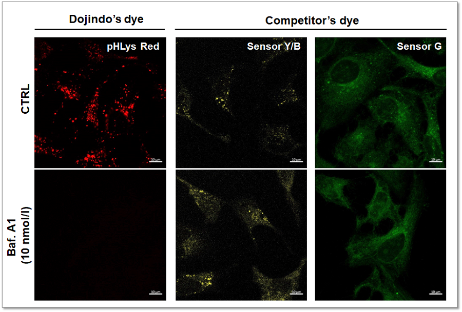 リソソームpH検出色素 Red pHLys Red - Lysosomal Acidic pH Detection　同仁化学研究所