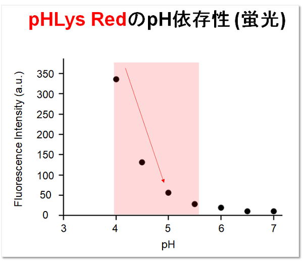 リソソームpH検出色素 Red pHLys Red - Lysosomal Acidic pH Detection　同仁化学研究所