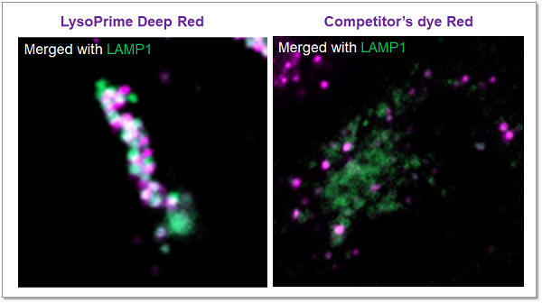 リソソーム染色色素 Deep Red LysoPrime Deep Red - High Specificity and pH Resistance　同仁化学研究所