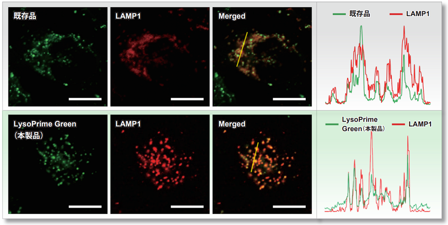 リソソーム染色色素 Green LysoPrime Green - High Specificity and pH Resistance　同仁化学研究所