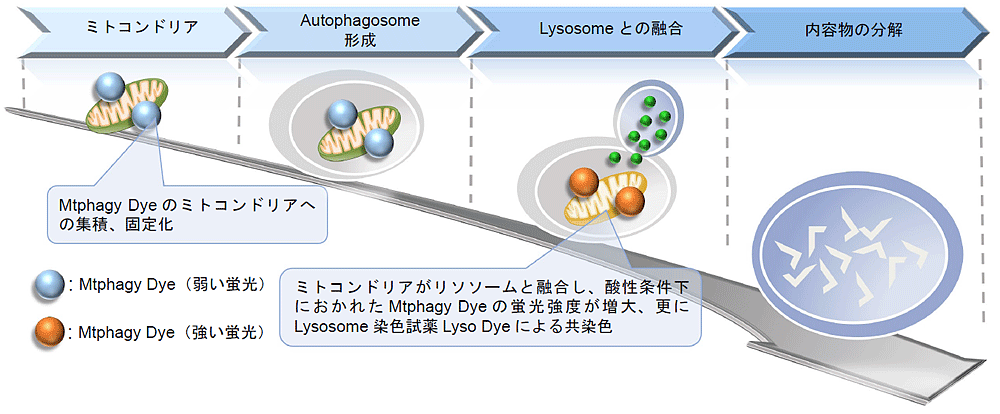 マイトファジー検出キット Mitophagy Detection Kit　同仁化学研究所