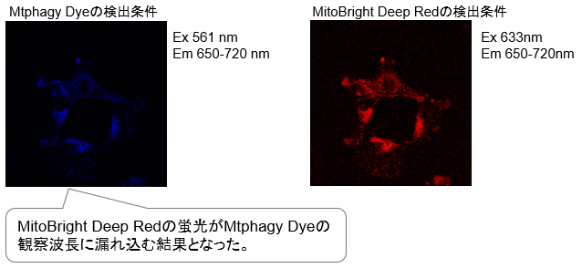 マイトファジー検出キット Mitophagy Detection Kit　同仁化学研究所