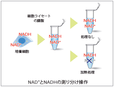 NAD/NADH 測定キット NAD/NADH Assay Kit-WST　同仁化学研究所