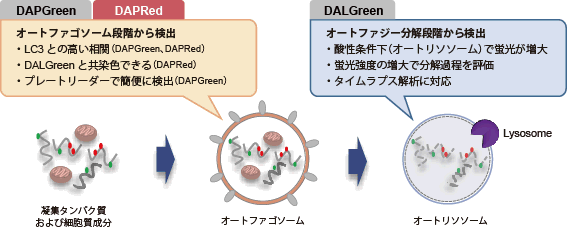 オートファジー（オートファゴソーム）の検出試薬 DAPRed - Autophagy Detection　同仁化学研究所