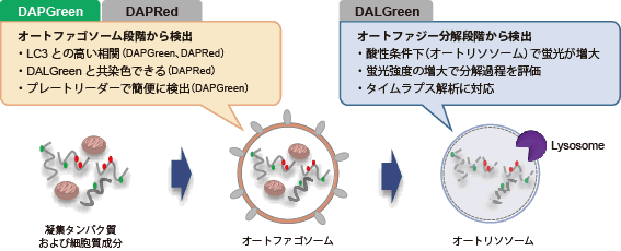 オートファジー（オートファゴソーム）の検出試薬 DAPGreen - Autophagy Detection　同仁化学研究所