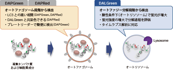 オートファジー（オートリソソーム）の検出試薬 DALGreen - Autophagy Detection　同仁化学研究所
