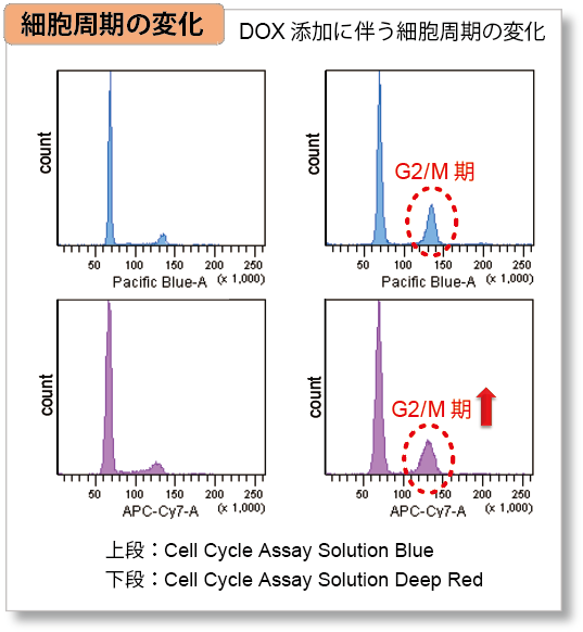 細胞周期測定試薬 Cell Cycle Assay Solution Deep Red　同仁化学研究所