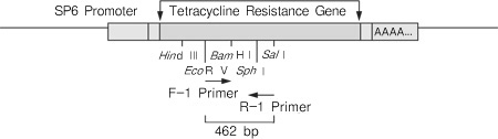PrimeScript&trade; RT-PCR Kit