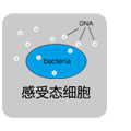 PrimeSTAR&reg; HS DNA Polymerase with GC Buffer