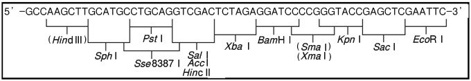 pHSG299 DNA