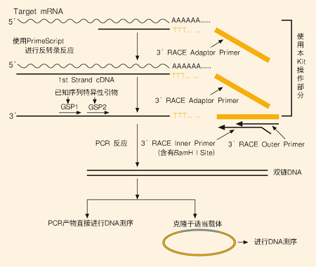 3’-Full RACE Core Set with PrimeScript&trade; RTase