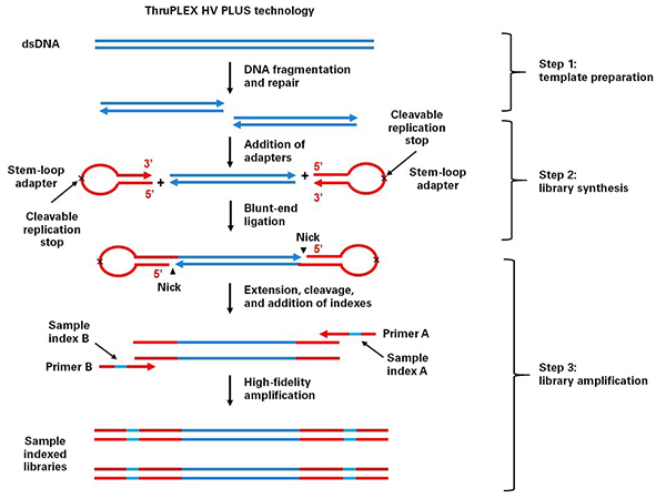 ThruPLEX&reg; DNA-Seq HV & ThruPLEX&reg; DNA-Seq HV PLUS Kit