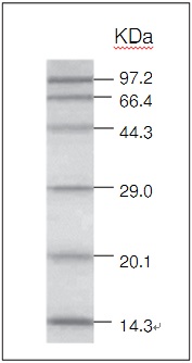 Protein Molecular Weight Marker (Low)