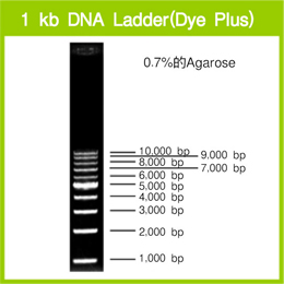 1 kb DNA Ladder (Dye Plus)