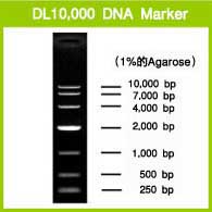 DL10,000 DNA Marker