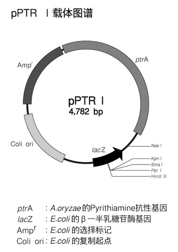pPTR I DNA