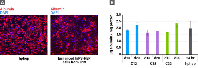 Human Stem Cell Derived Hepatocytes