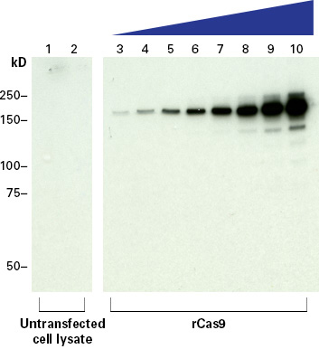 Cas9蛋白质检测抗体