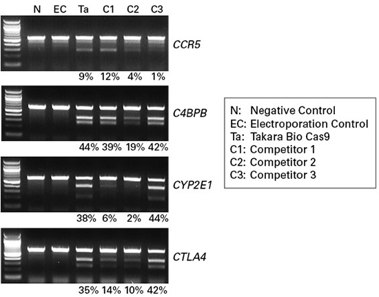 重组Cas9蛋白质（10 μg/μl）