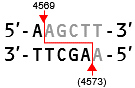 Takara IVTpro&trade; mRNA Synthesis System