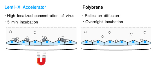 无需Polybrene的慢病毒快速转导