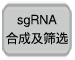 CRISPR/Cas9腺相关病毒系统