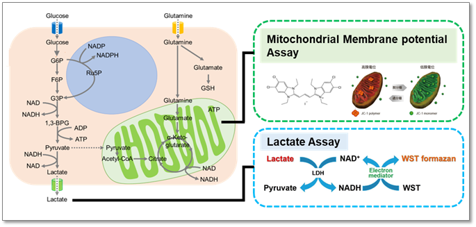 解糖系/ミトコンドリア膜電位測定キット Glycolysis/JC-1 MitoMP Assay Kit　同仁化学研究所