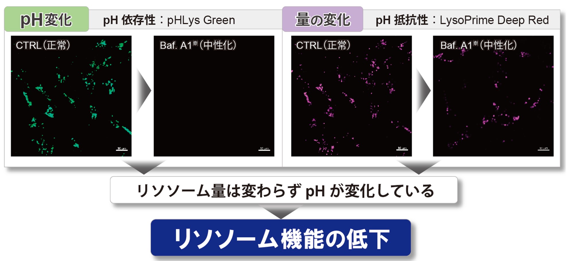 リソソームpH検出キット (Green/Deep Red) Lysosomal Acidic pH Detection Kit-Green/Deep Red　同仁化学研究所