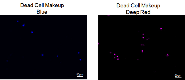 死細胞標識試薬（Blue） Dead Cell Makeup Blue - Higher Retention than PI　同仁化学研究所